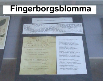 4-fingerborgsblommatext